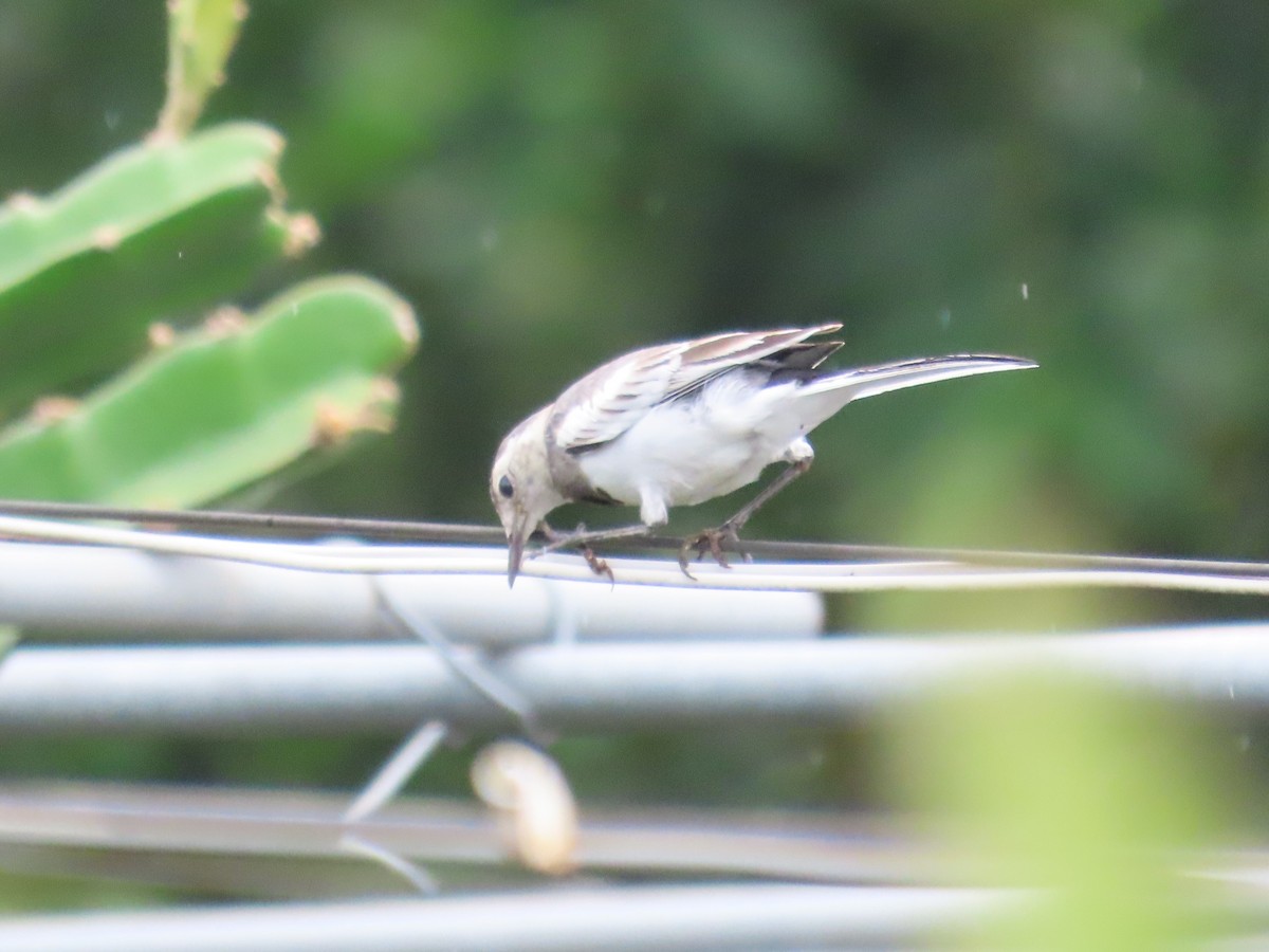 White Wagtail - ML620293267