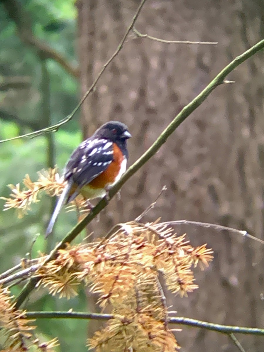 Spotted Towhee - ML620293286