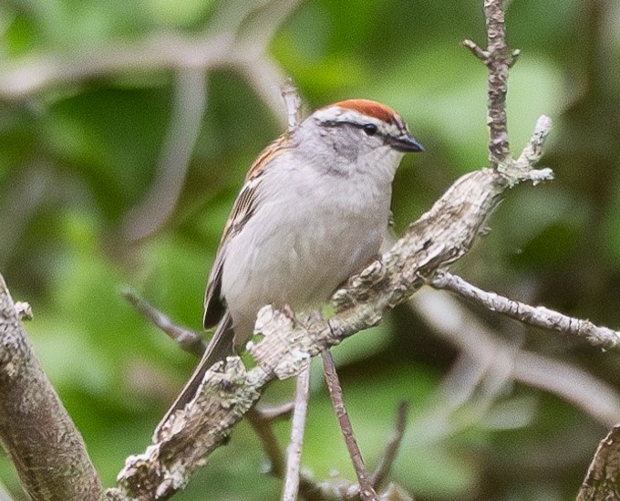 Chipping Sparrow - ML620293290