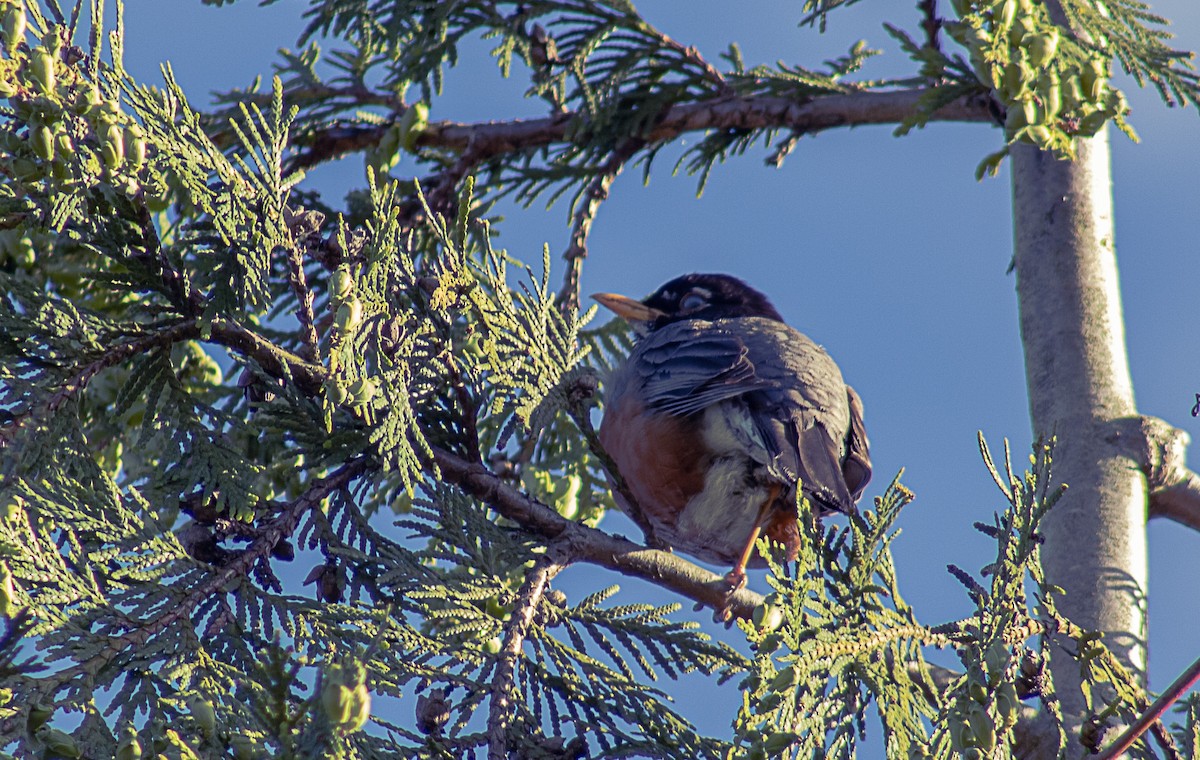 American Robin - ML620293291