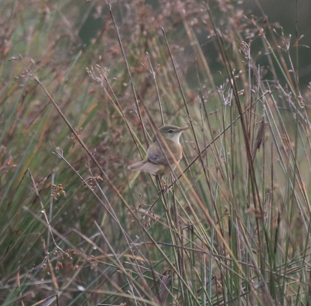 Blyth's Reed Warbler - ML620293299