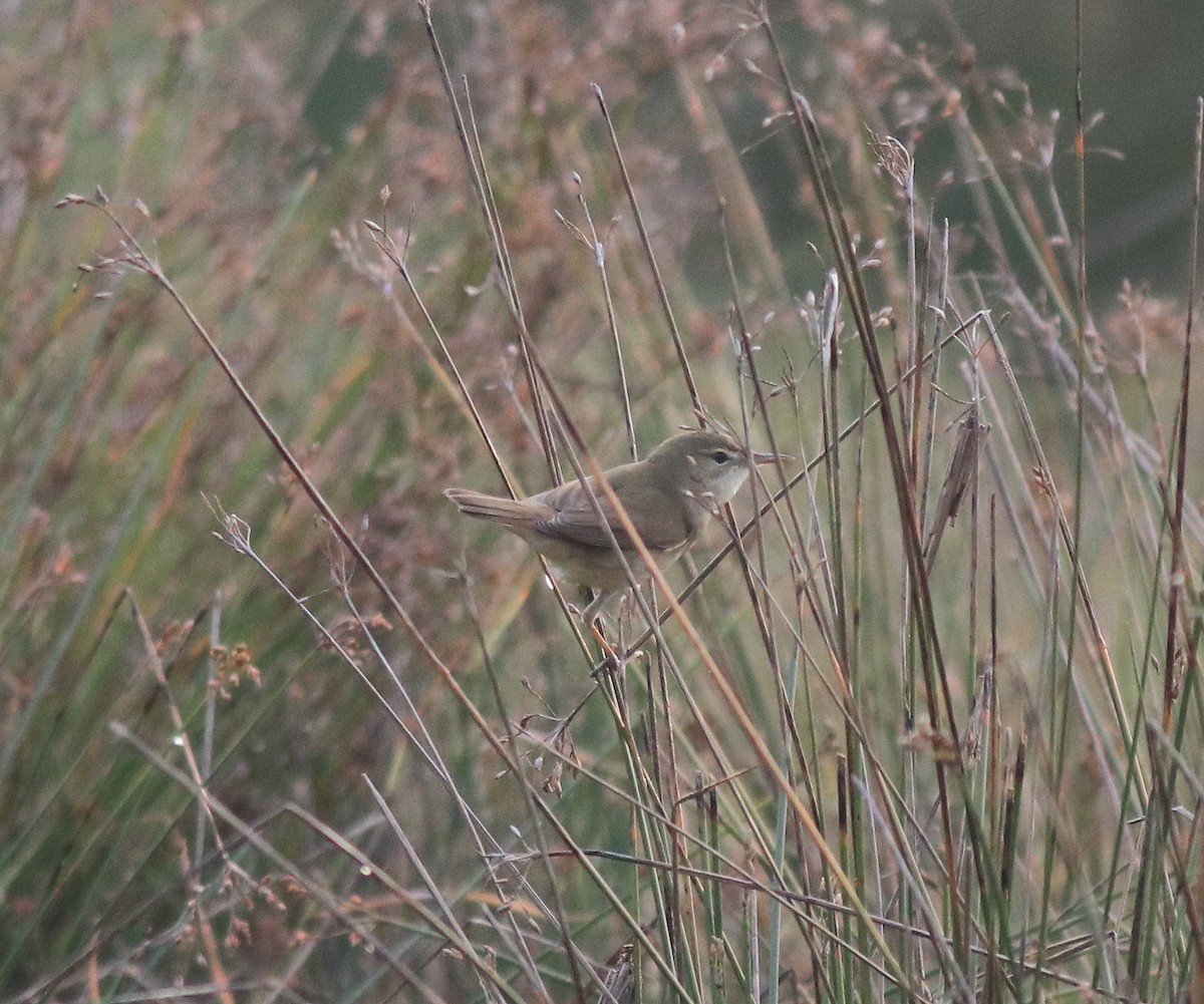 Blyth's Reed Warbler - ML620293301