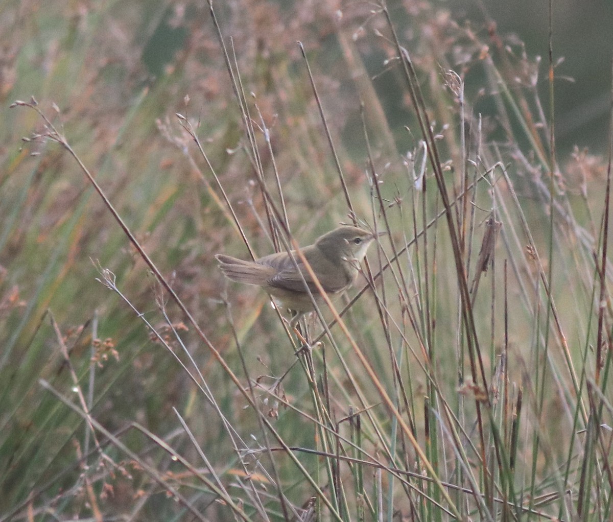 Blyth's Reed Warbler - ML620293303