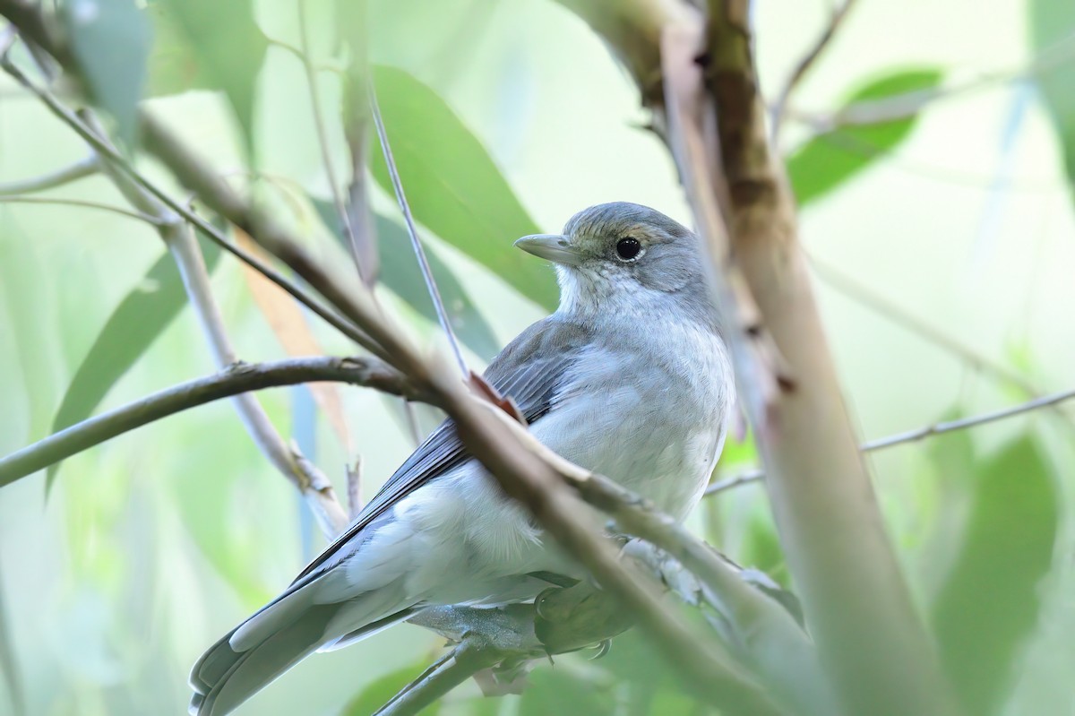 Gray Shrikethrush - ML620293304