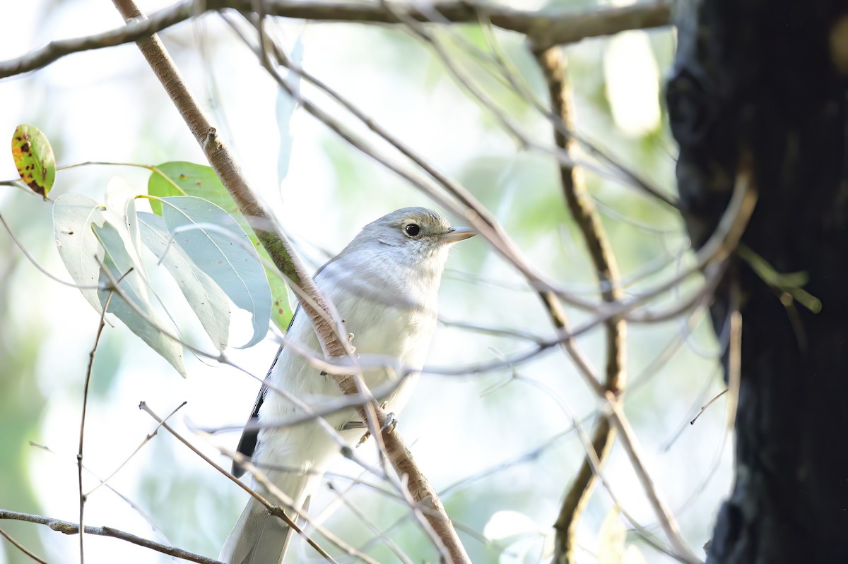 Gray Shrikethrush - ML620293305