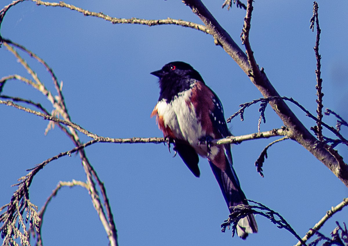 Spotted Towhee - ML620293306