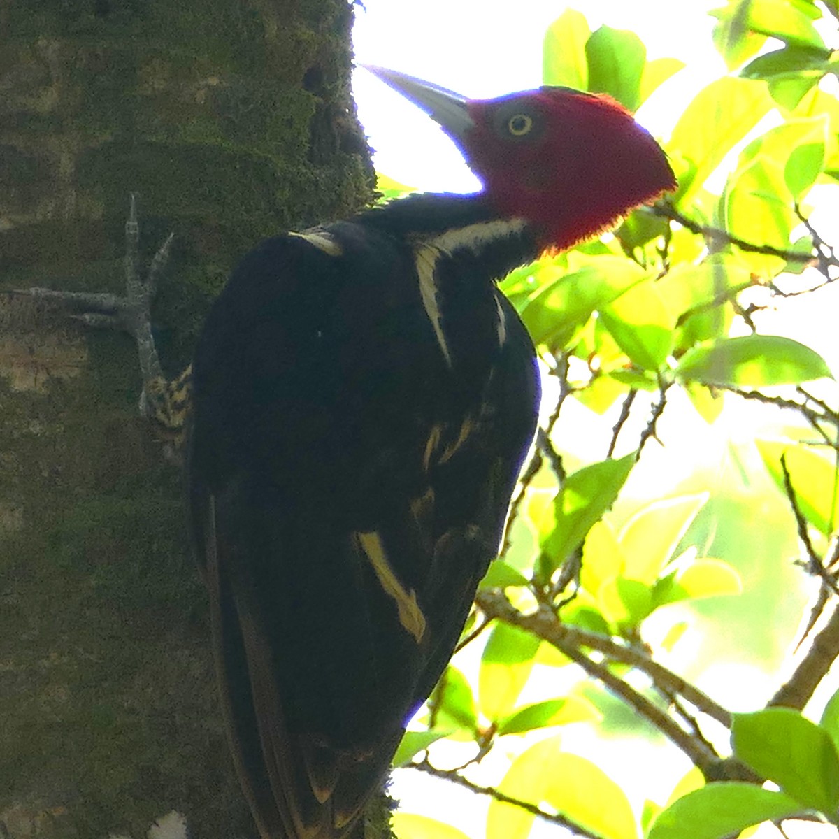 Pale-billed Woodpecker - ML620293316