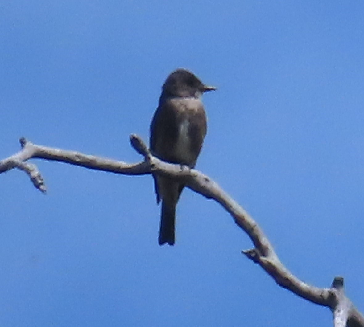 Olive-sided Flycatcher - ML620293320