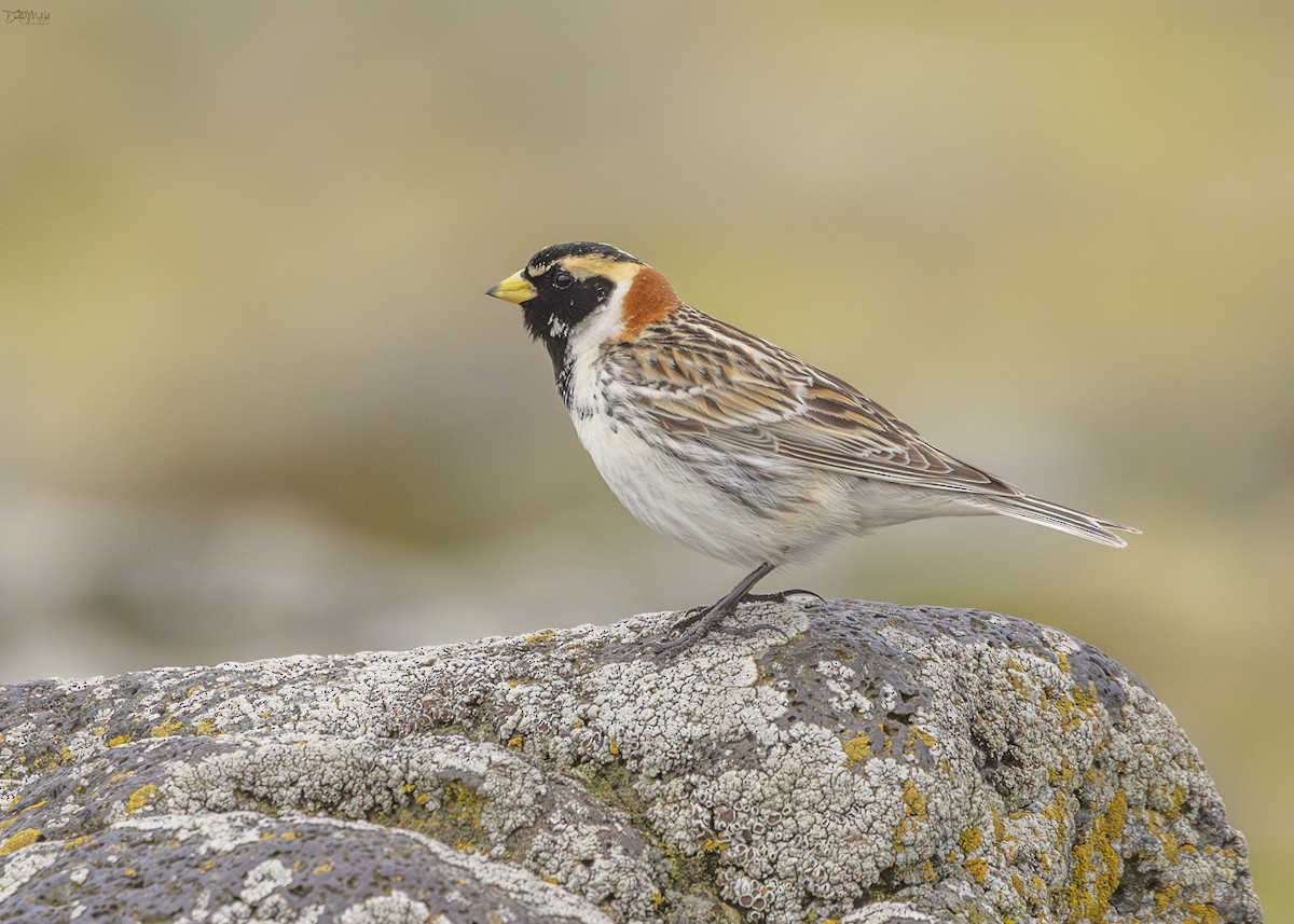 Lapland Longspur - ML620293324