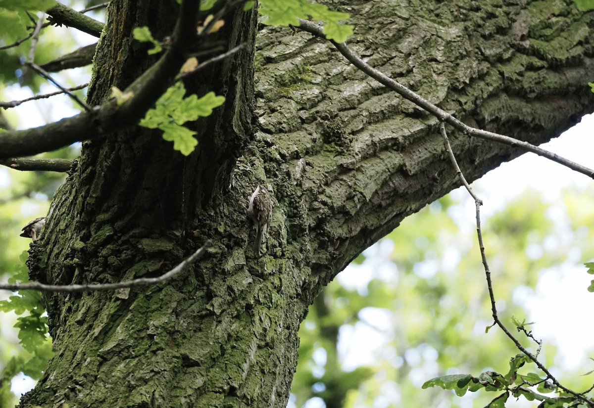 Eurasian Treecreeper - ML620293325