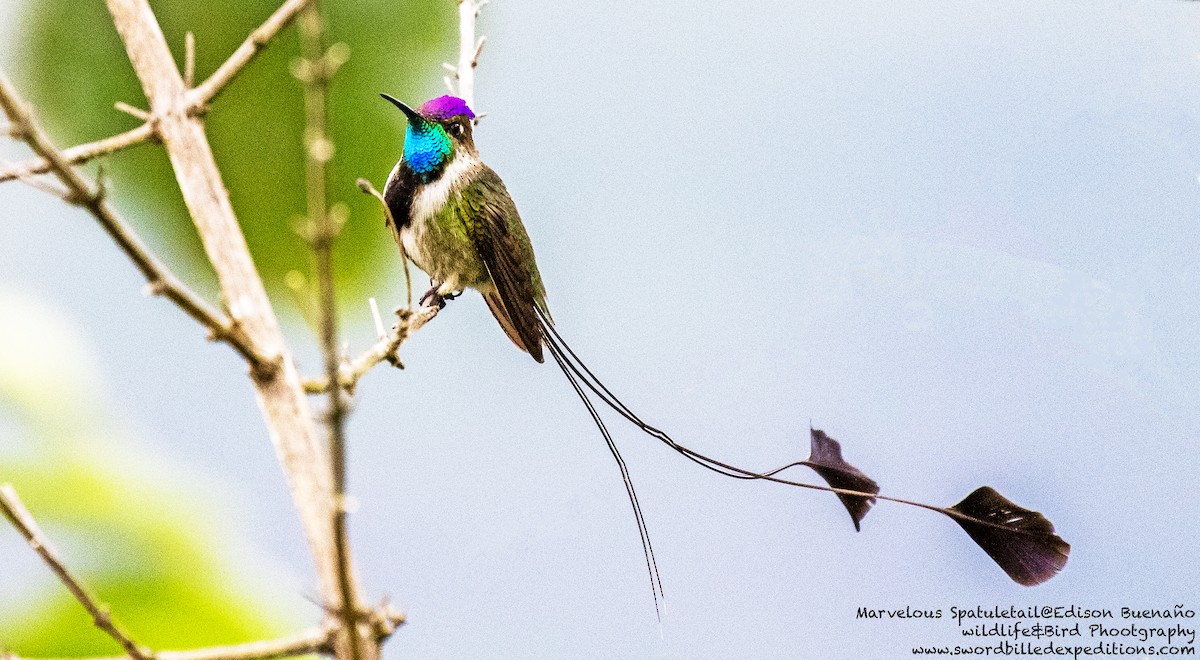 Marvelous Spatuletail - ML620293330