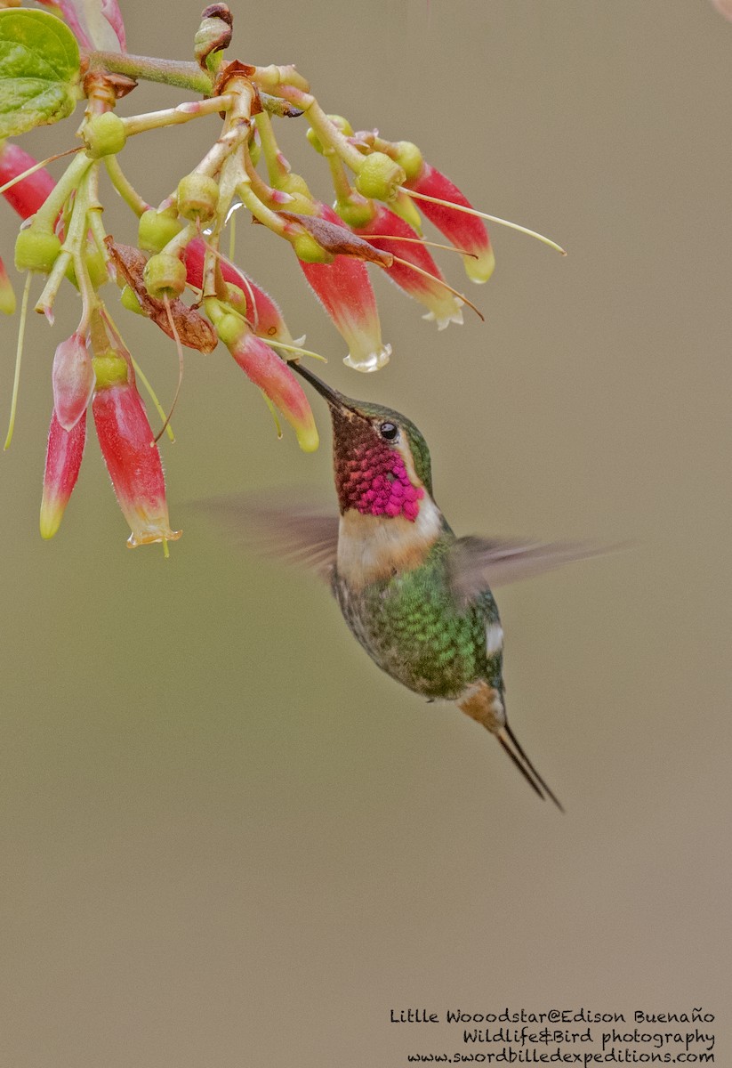 Colibrí Abejorro - ML620293336