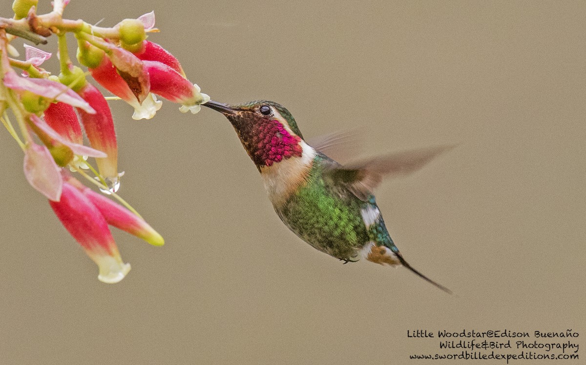 Colibrí Abejorro - ML620293337