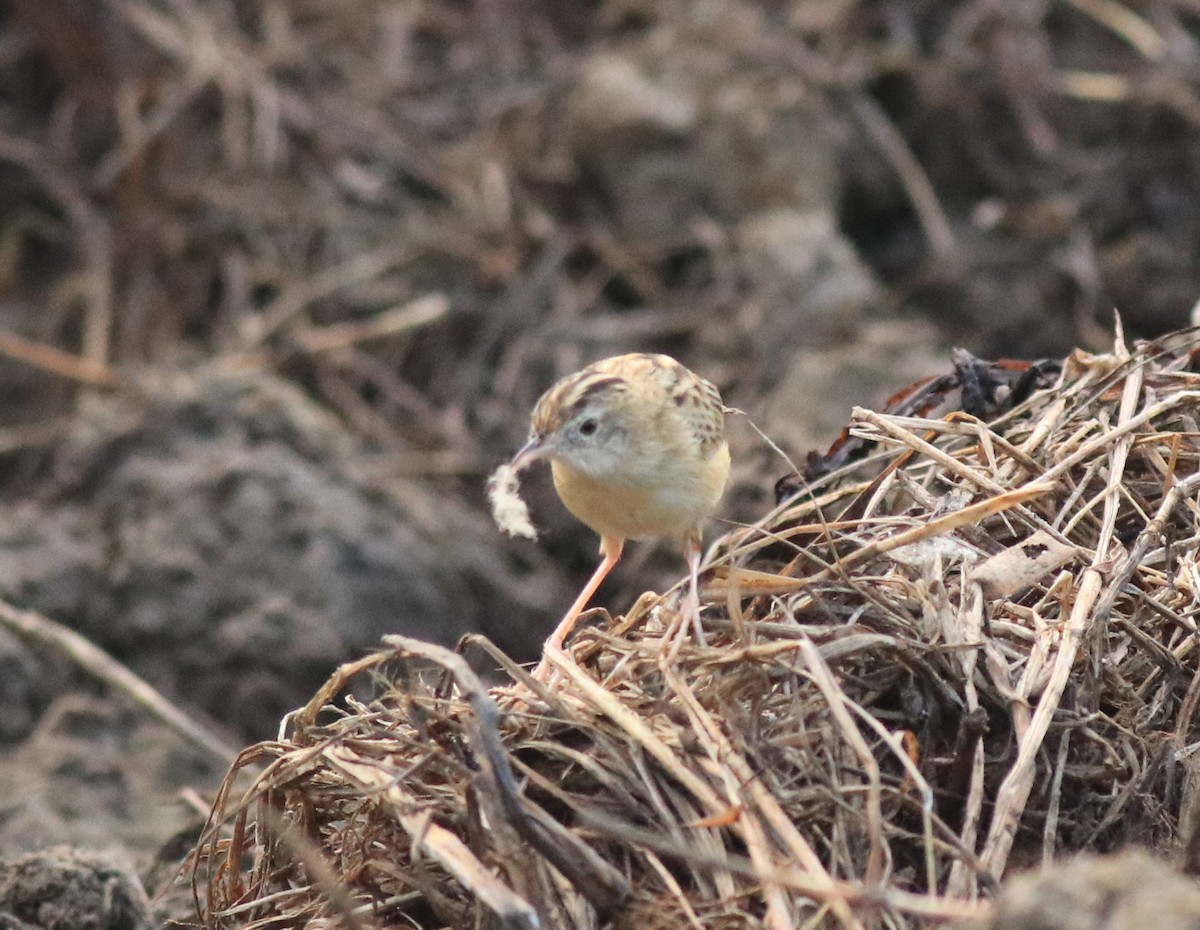 Zitting Cisticola - ML620293338