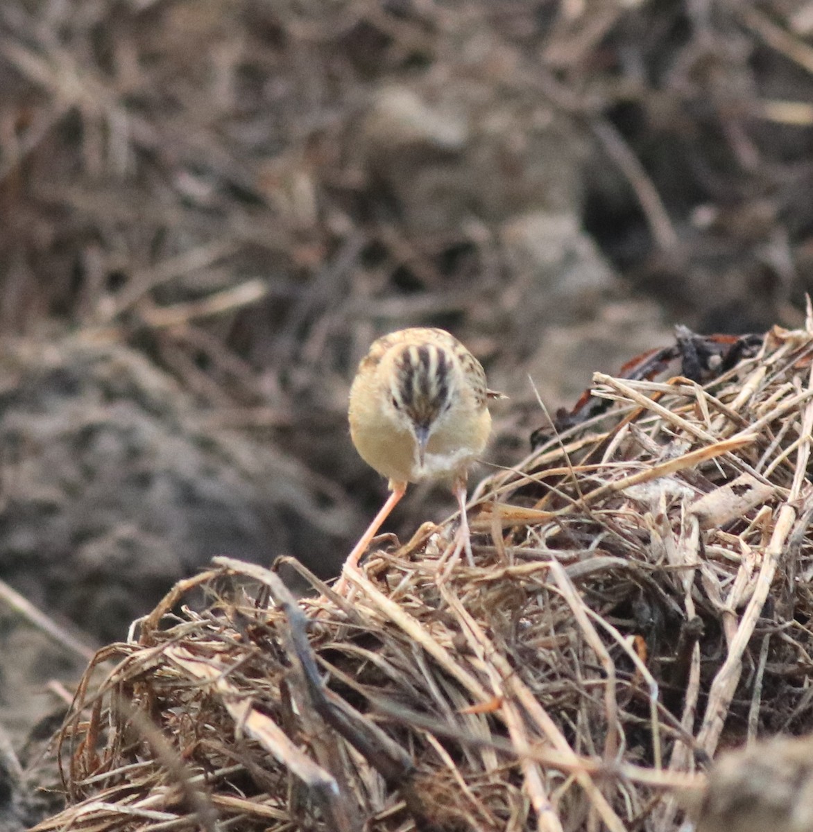 Zitting Cisticola - ML620293339