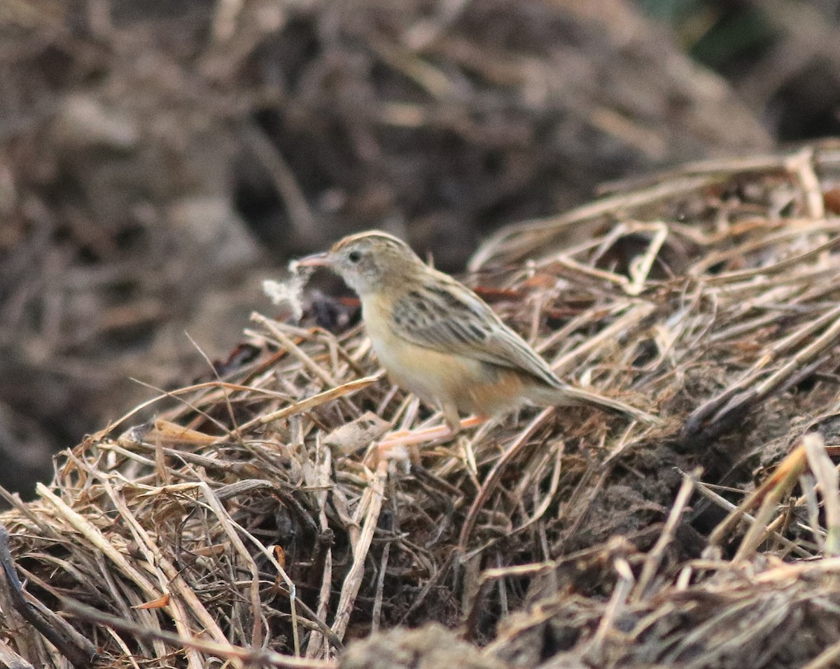 Zitting Cisticola - ML620293340