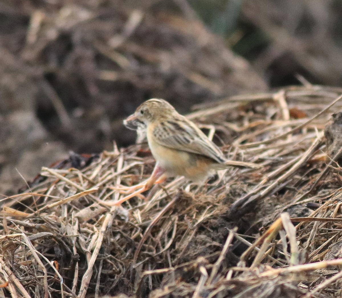 Zitting Cisticola - ML620293341