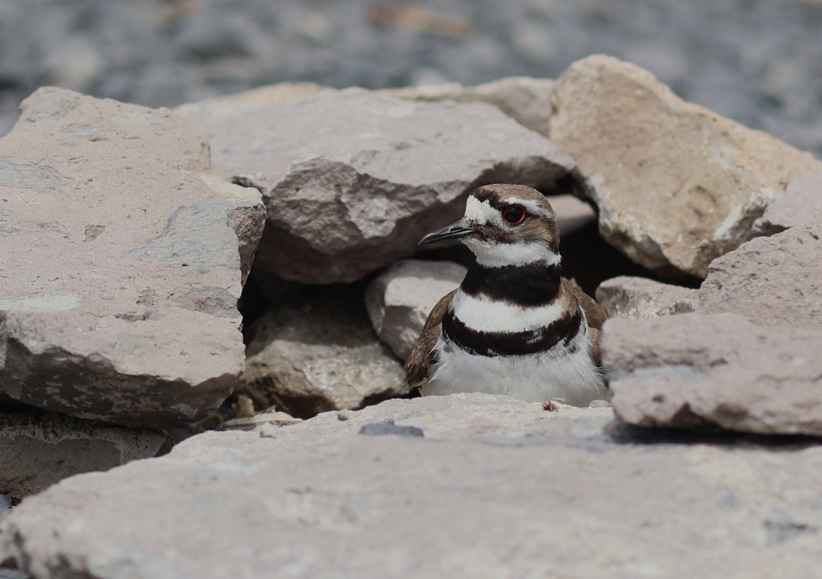 Killdeer - ML620293342