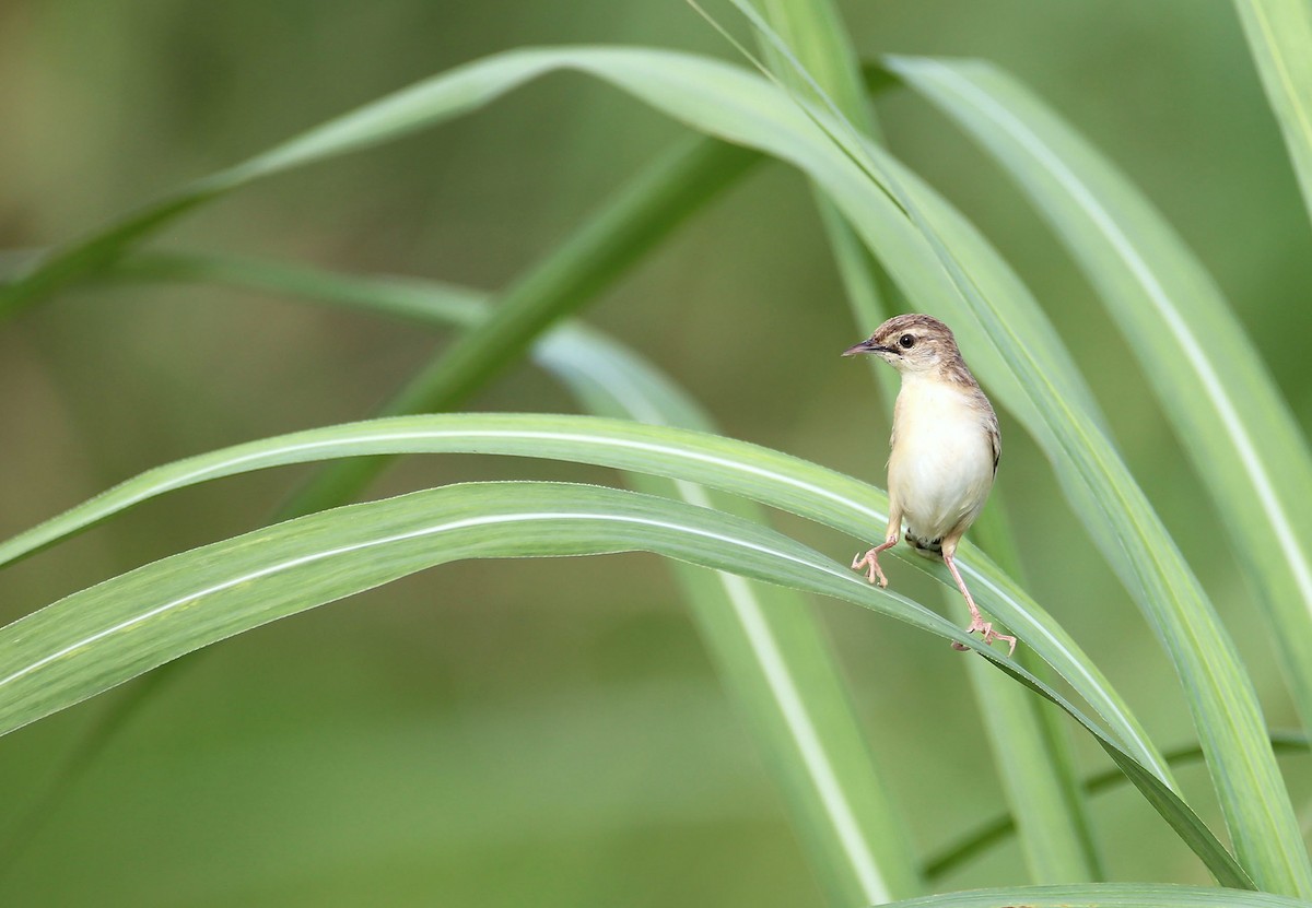 Zitting Cisticola - ML620293344