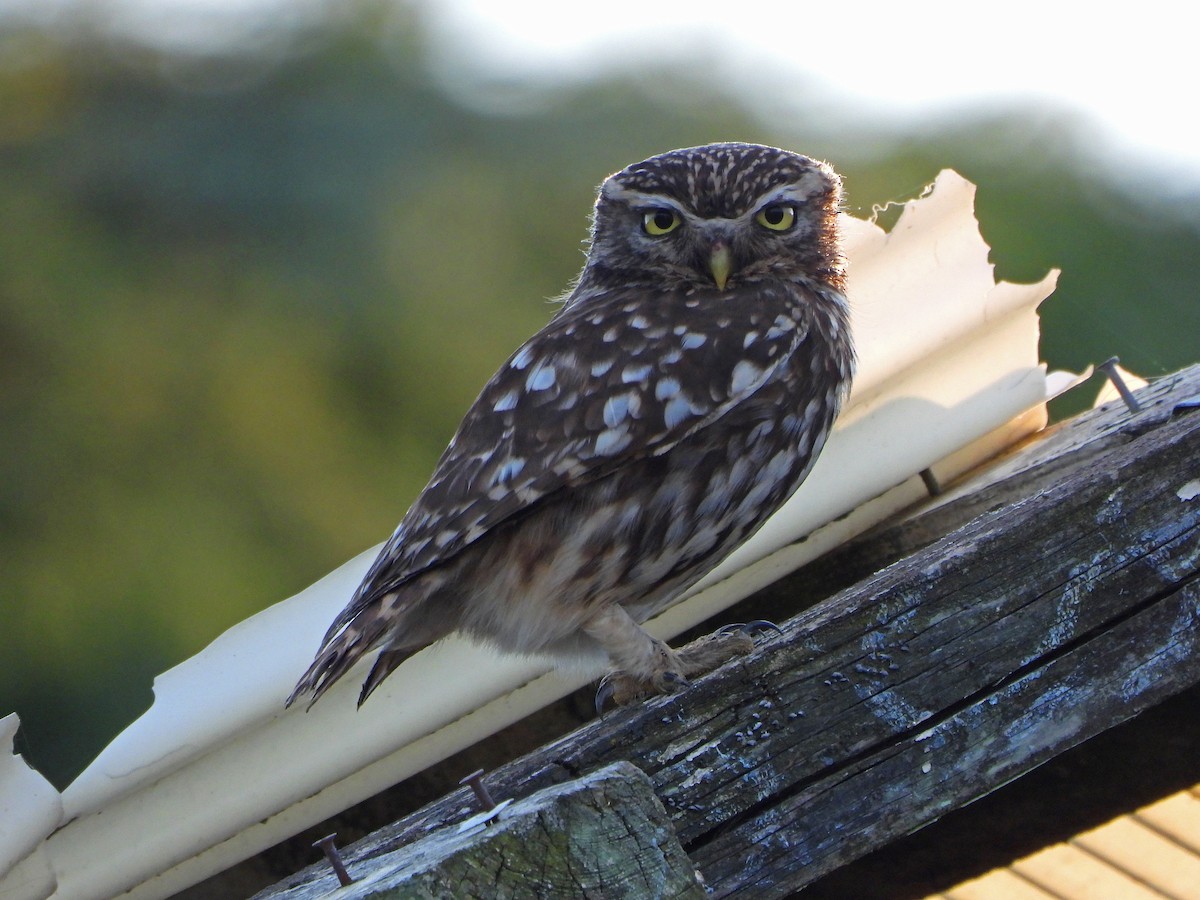 Little Owl - ML620293345