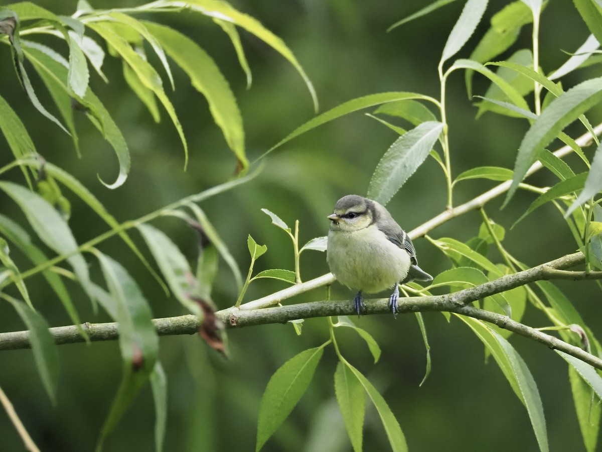 Eurasian Blue Tit - ML620293347