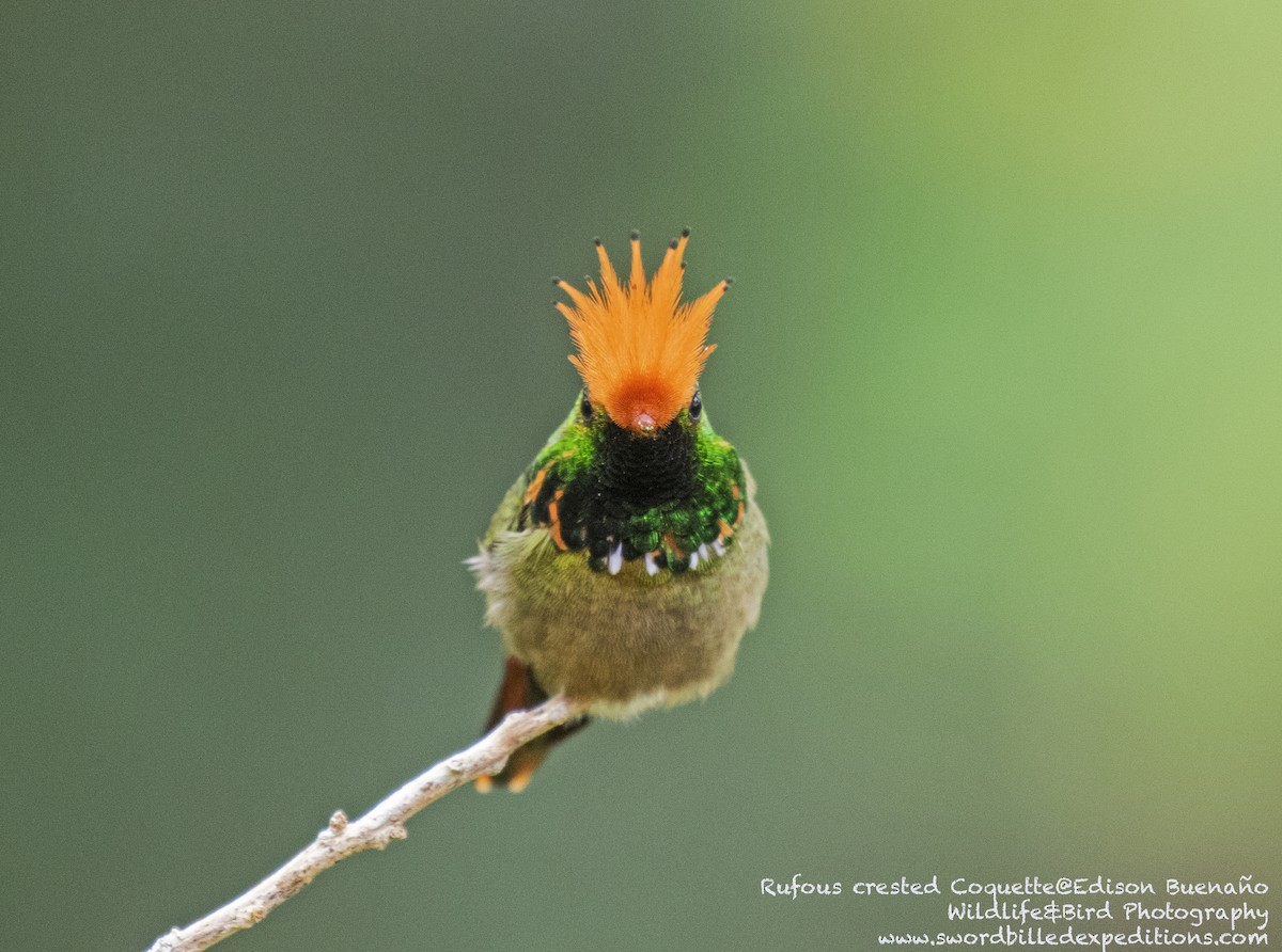 Rufous-crested Coquette - ML620293357