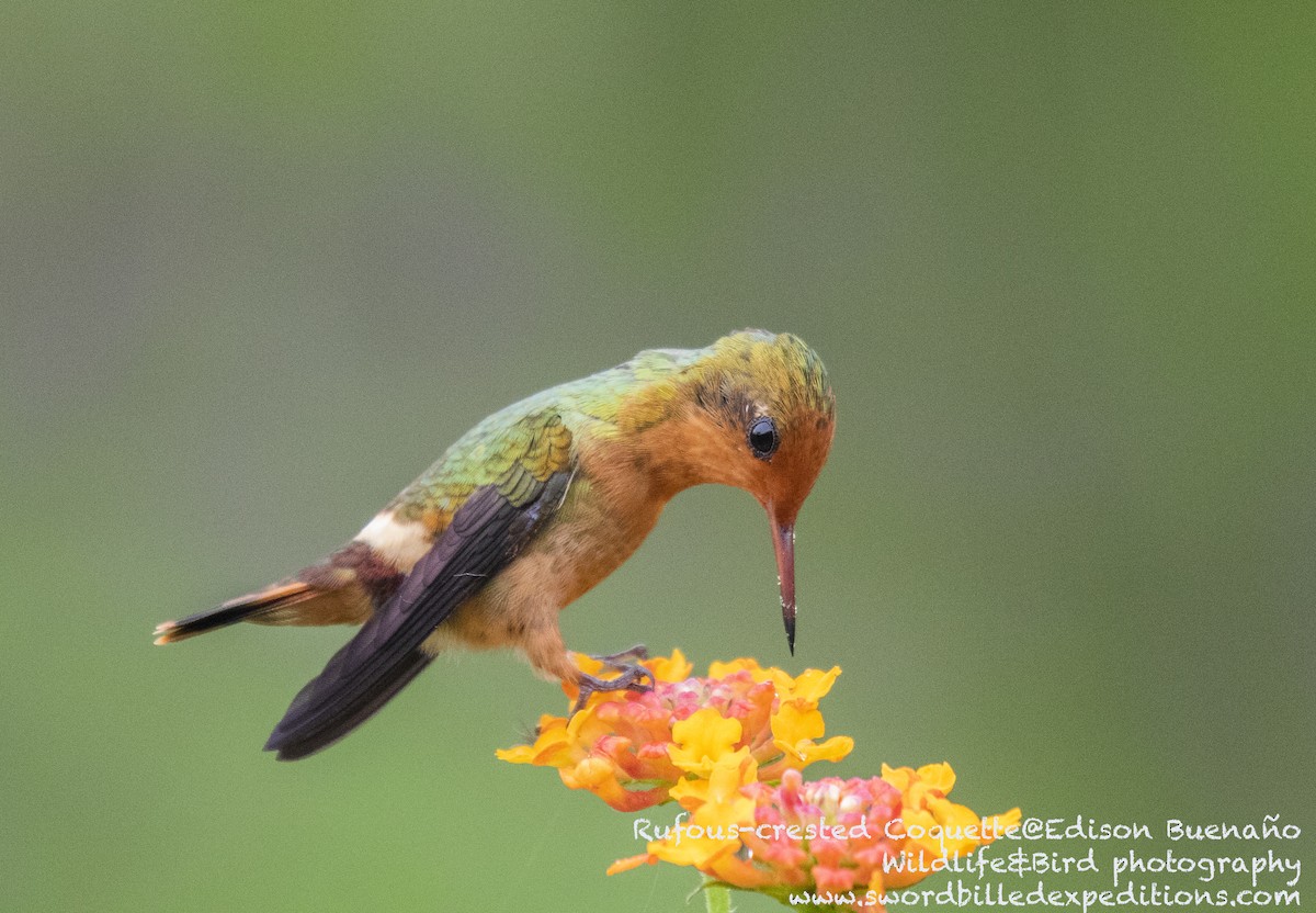 Rufous-crested Coquette - ML620293358