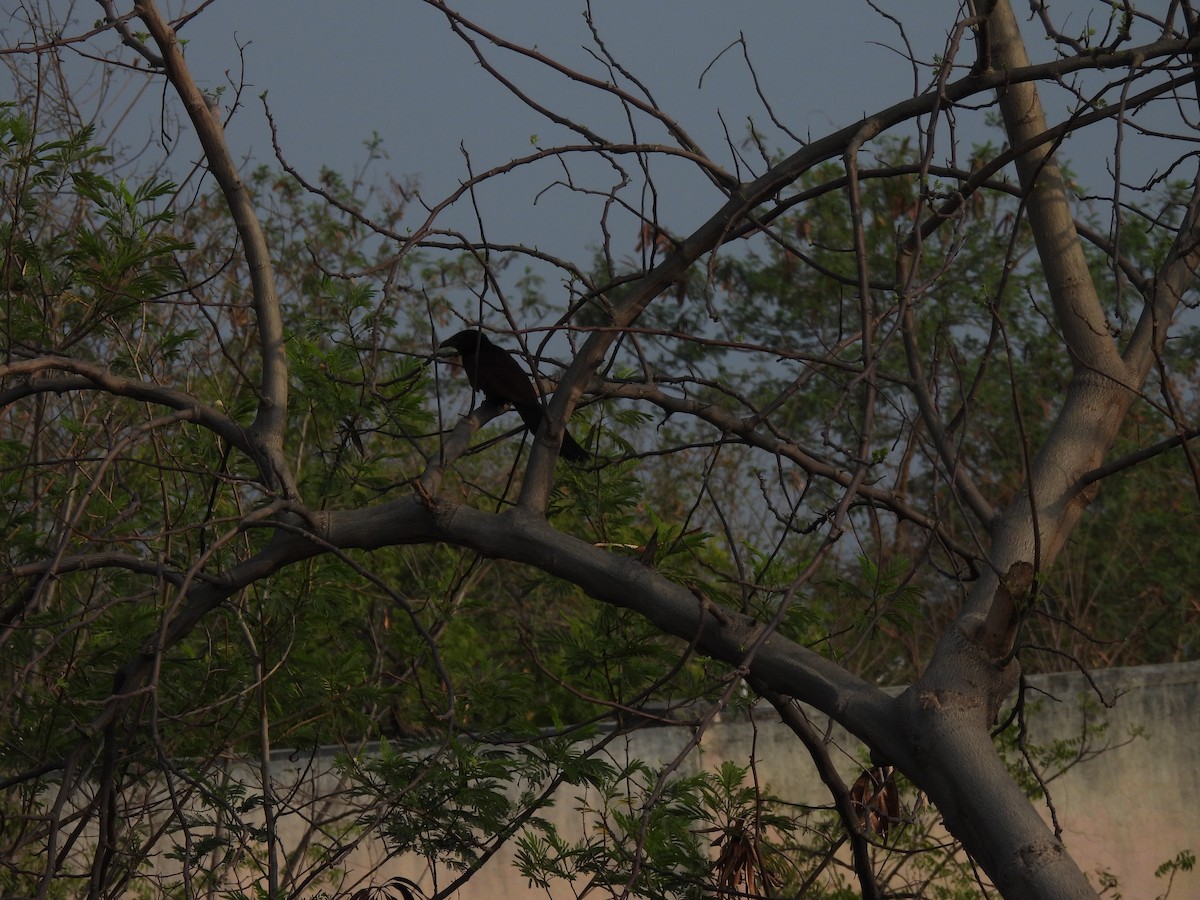 Greater Coucal - ML620293360