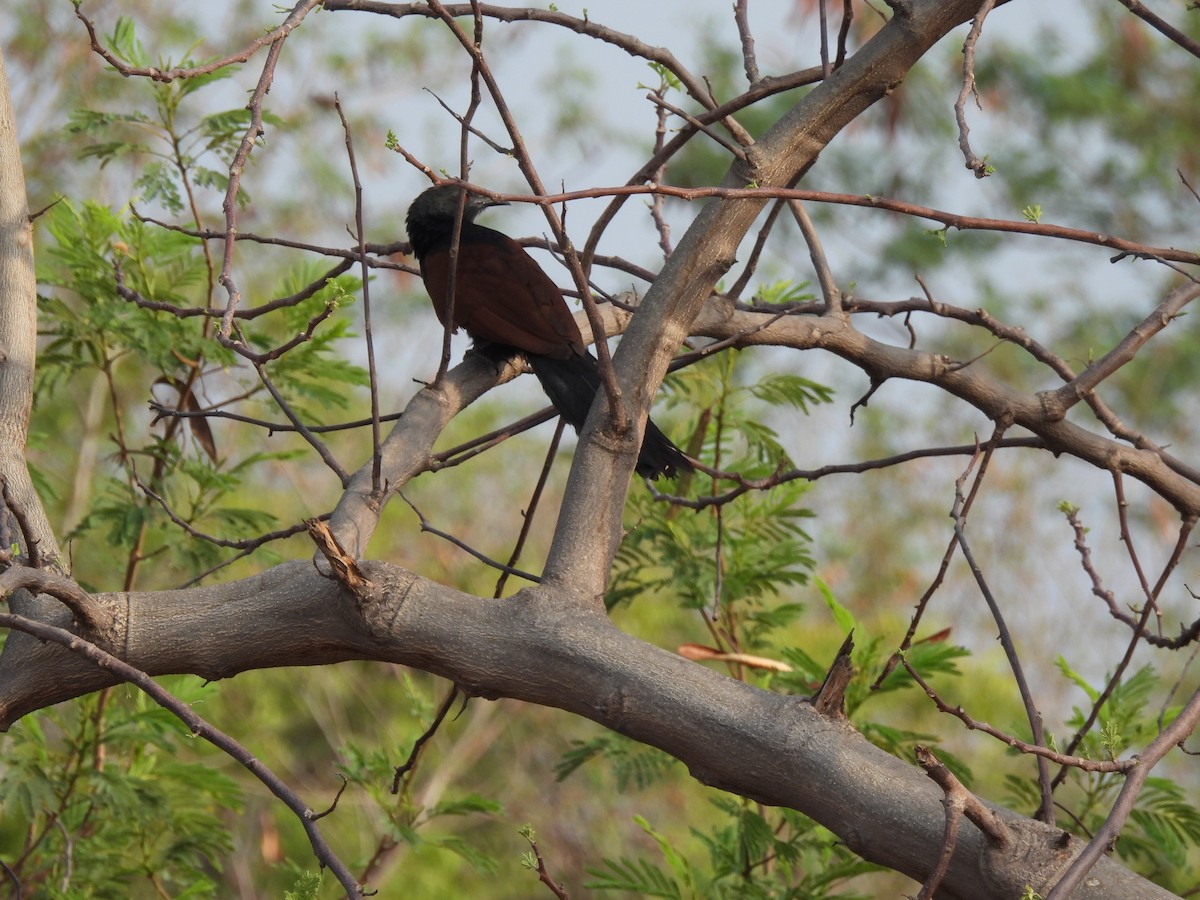 Greater Coucal - ML620293361