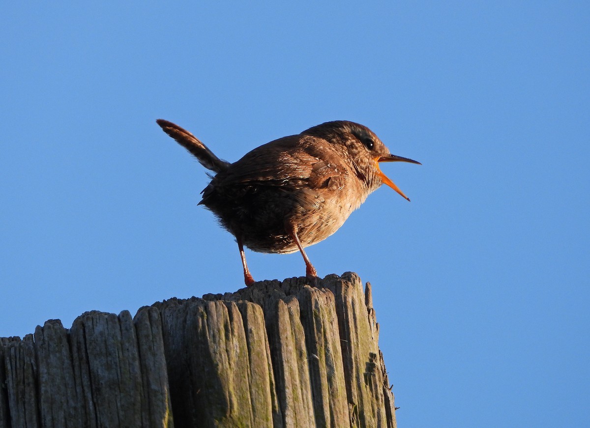 střízlík obecný (ssp. indigenus) - ML620293362