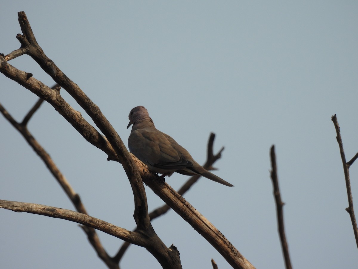 Tórtola Senegalesa - ML620293363