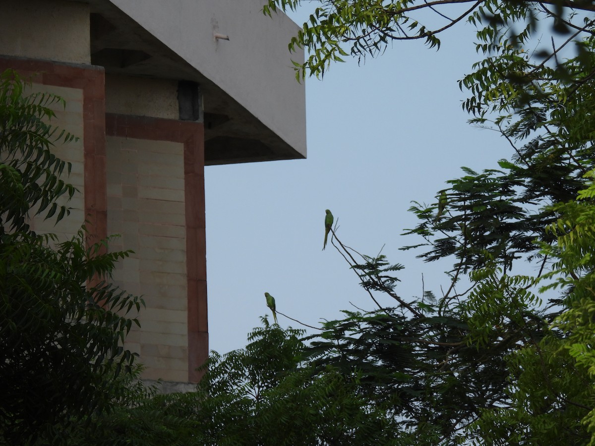 Rose-ringed Parakeet - ML620293365