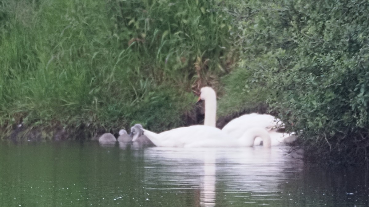 Cygne tuberculé - ML620293373