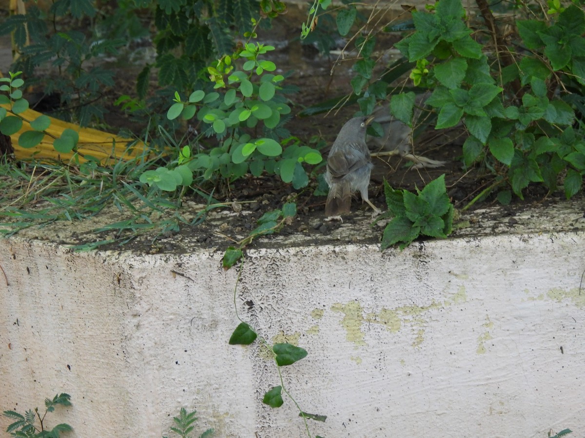 Jungle Babbler - ML620293380