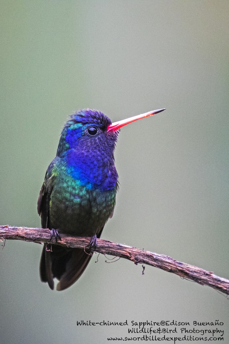 White-chinned Sapphire - ML620293386