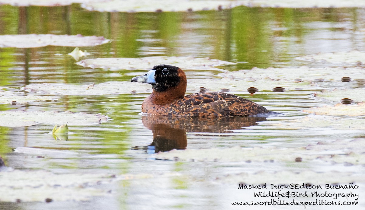 Masked Duck - Edison Buenano