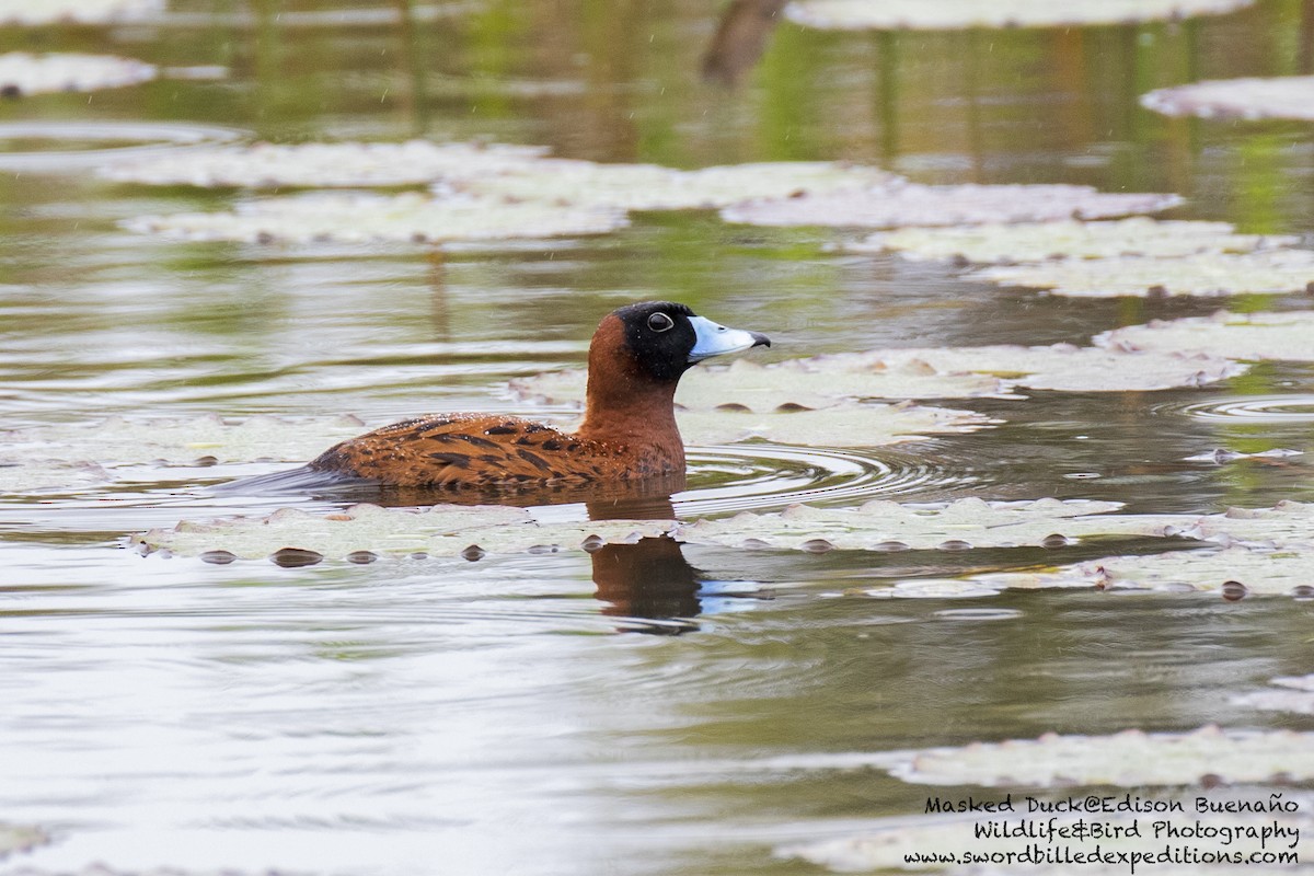 Masked Duck - ML620293395