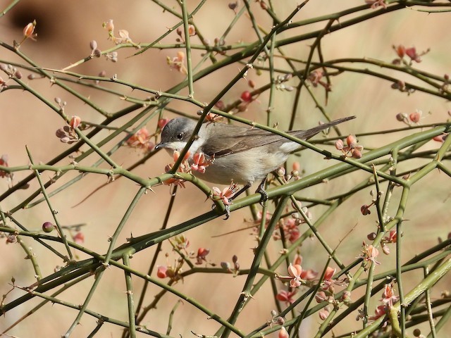 Curruca Zarcerilla - ML620293397