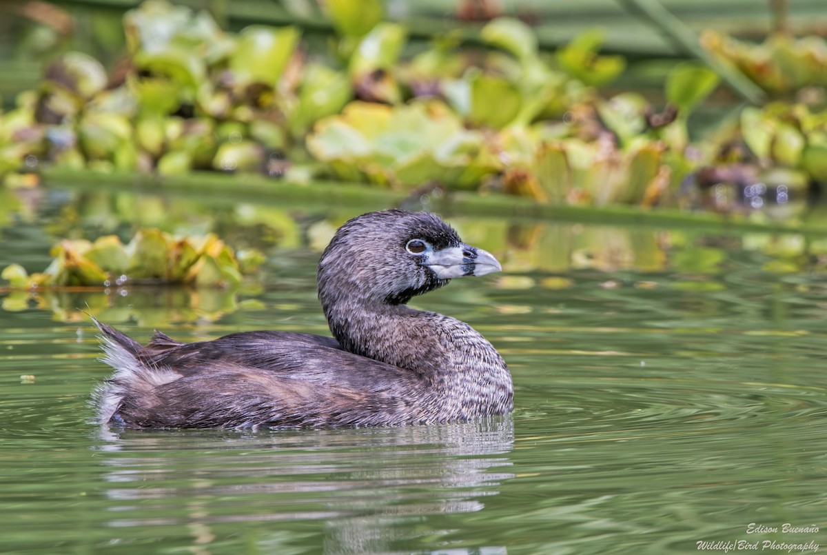 Pied-billed Grebe - ML620293399