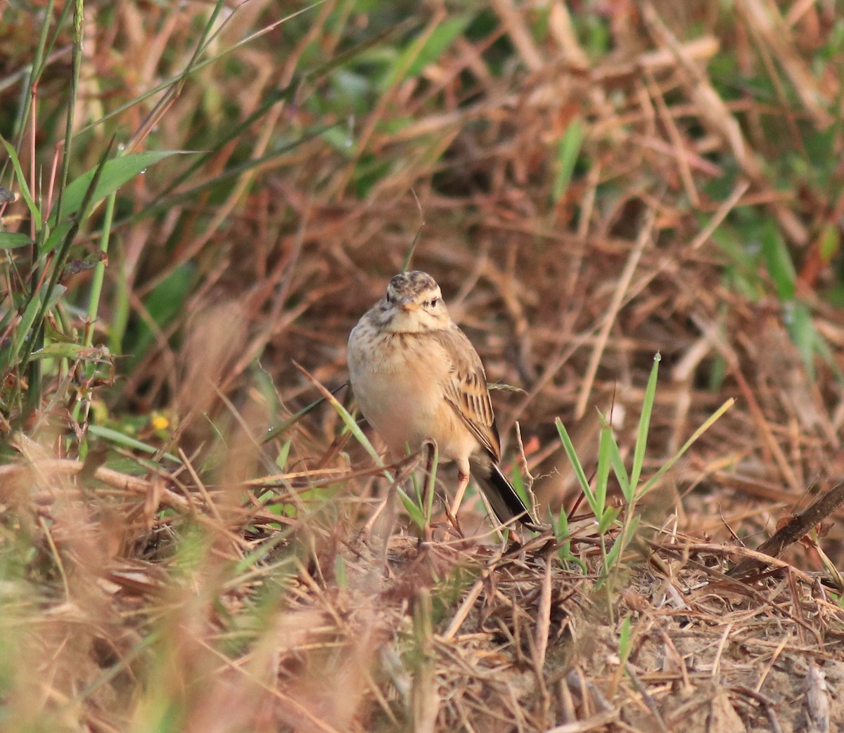 Paddyfield Pipit - ML620293405