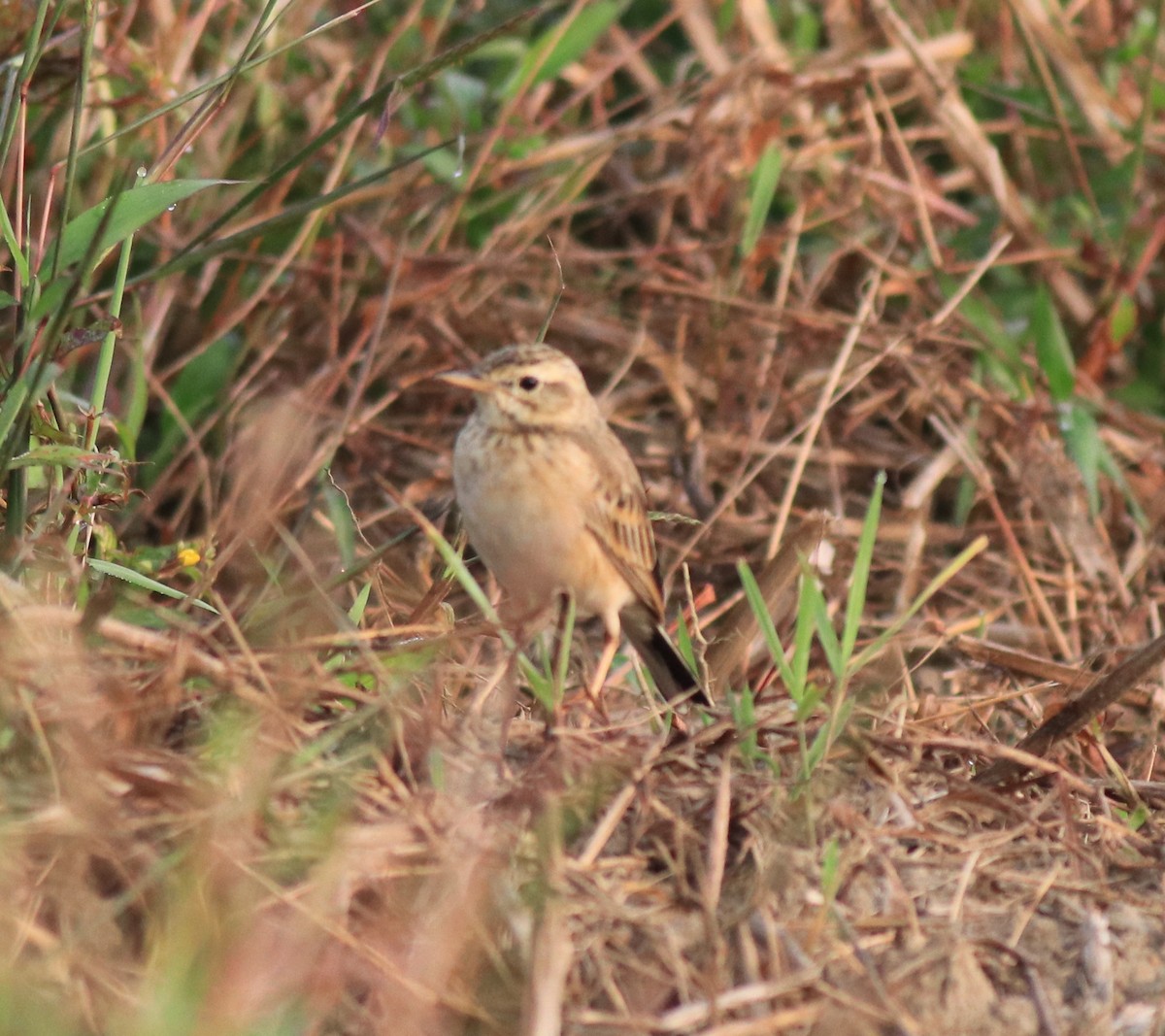 Paddyfield Pipit - ML620293406