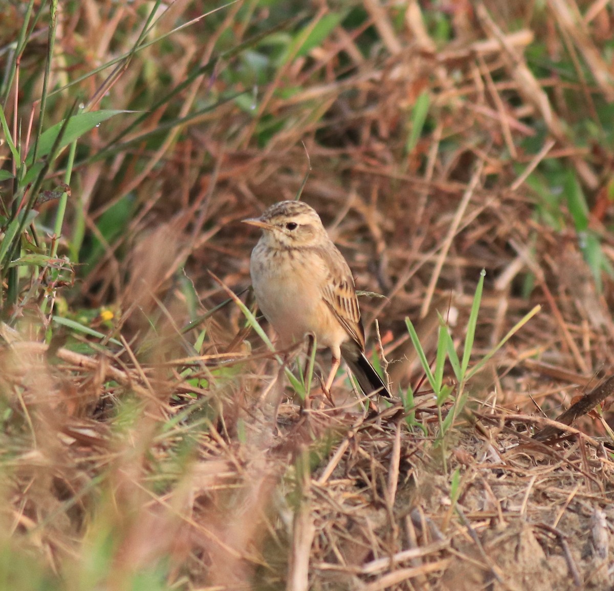 Paddyfield Pipit - ML620293407