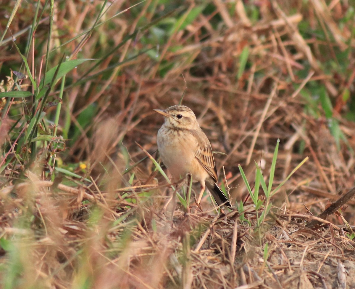 Paddyfield Pipit - ML620293410