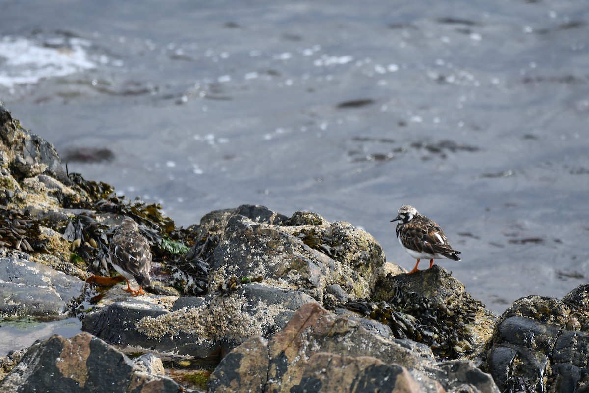 Ruddy Turnstone - ML620293411