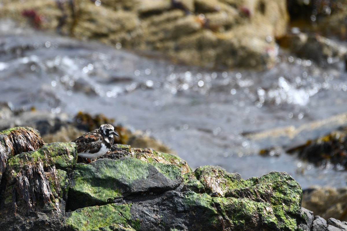 Ruddy Turnstone - Karolina Stąpór