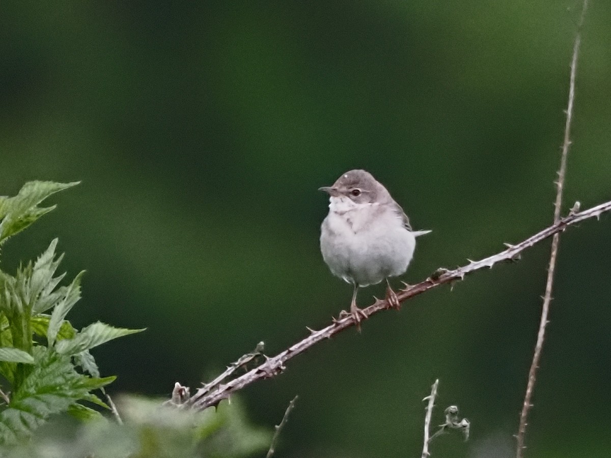 Greater Whitethroat - ML620293414