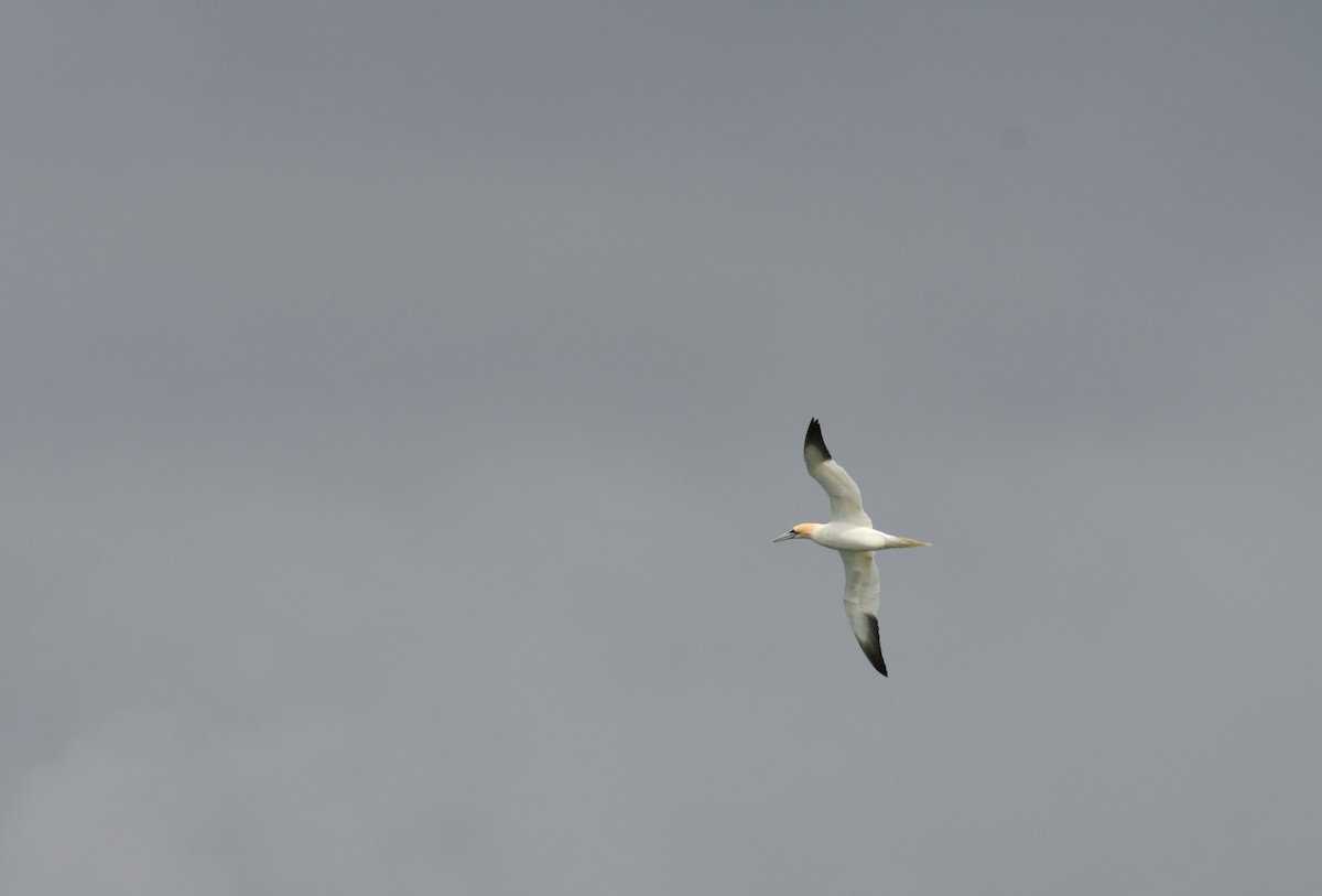 Northern Gannet - ML620293415