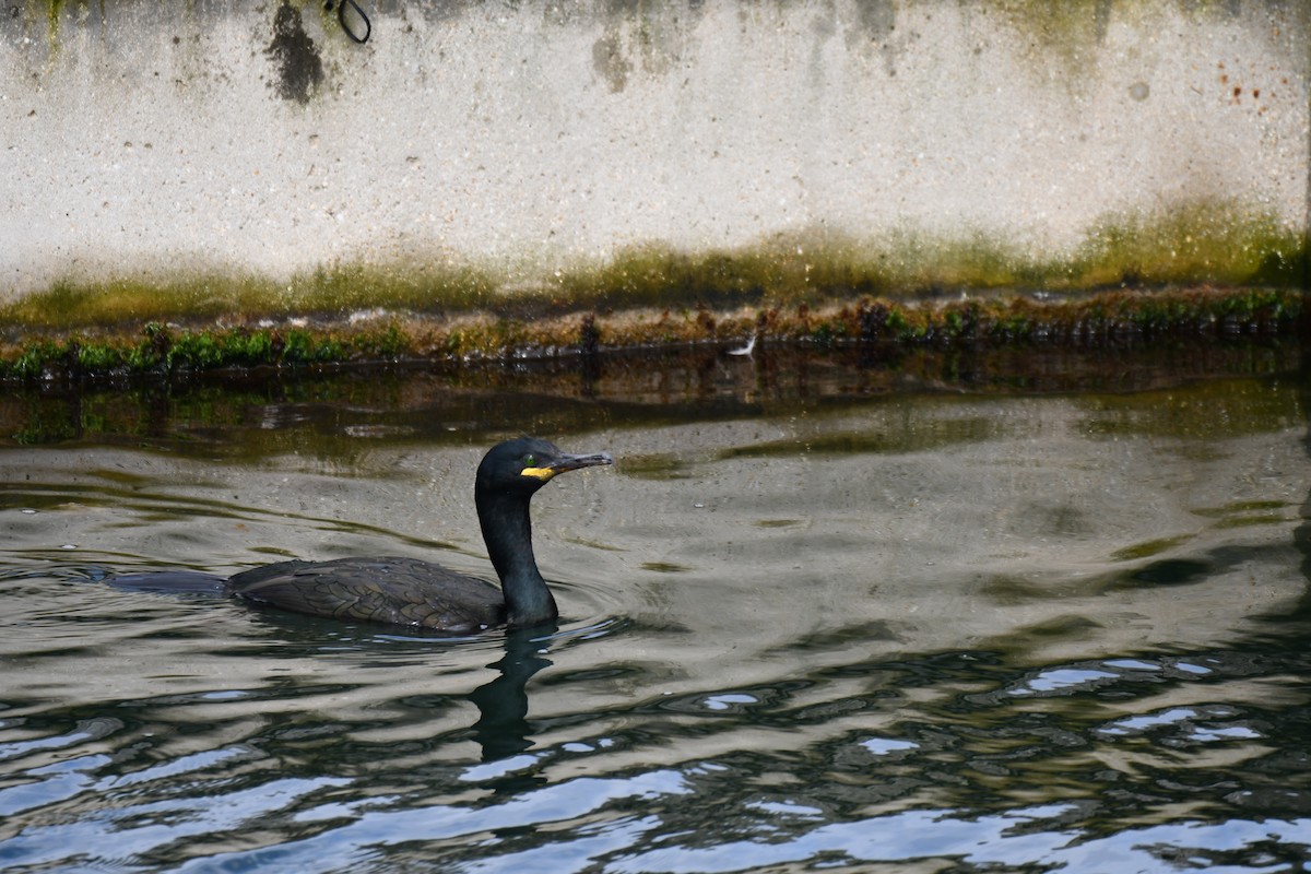 Cormorán Moñudo - ML620293418