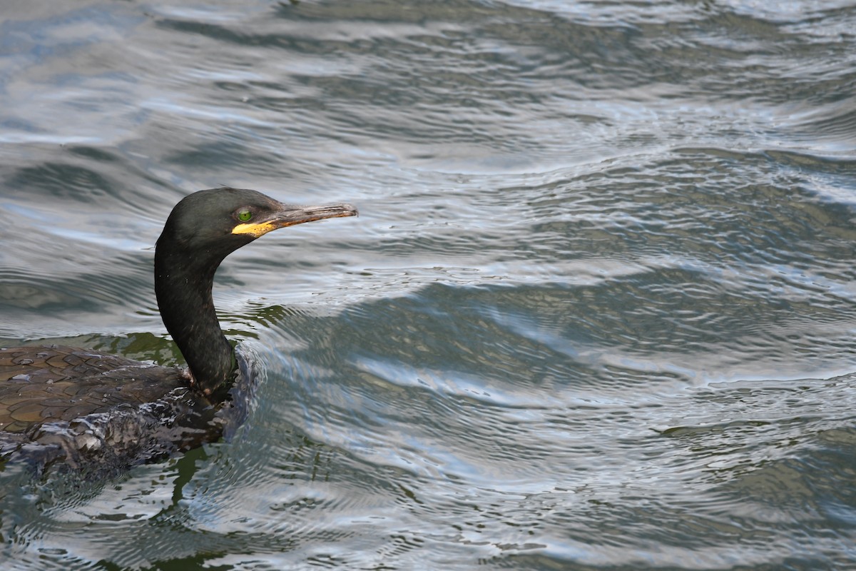 Cormorán Moñudo - ML620293419