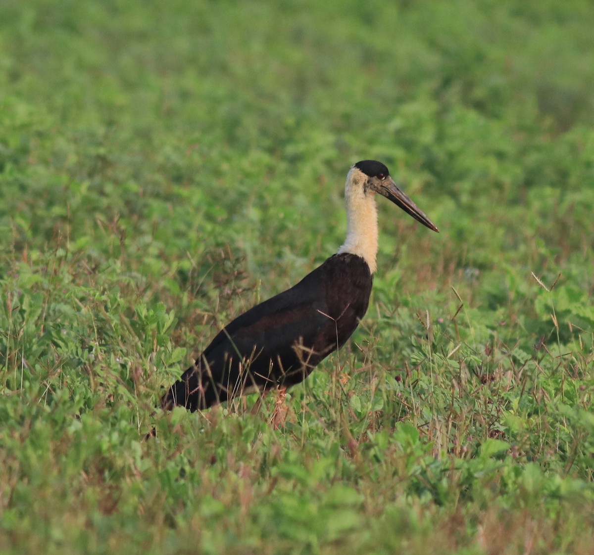 Asian Woolly-necked Stork - ML620293421